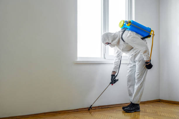 Best Wasp Removal Services  in Bottineau, ND