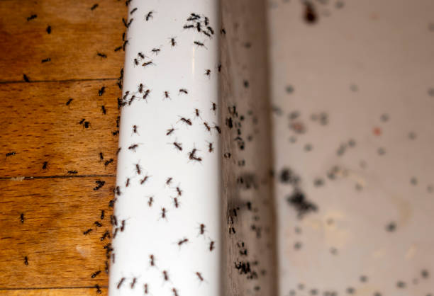 Best Termite Control Services  in Bottineau, ND